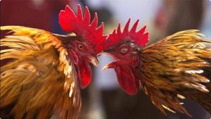 ఏపీలో కోడి పందేల జాతర.. రూ. 5 వేల కోట్లకు పైగానే వ్యాపారం.. ఆ ఒక్క జిల్లాలోనే..