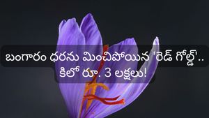 Gold: రెడ్ గోల్డ్.. మౌంటెన్ గోల్డ్..! బంగారం కంటే ఖరీదైన ఈ ఫుడ్స్ గురించి తెలుసా?