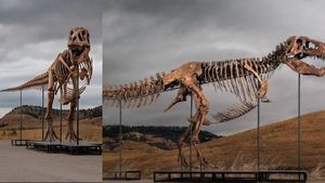 Dinosaur skeleton: రూ.482 కోట్లు పలికిన డైనోసార్ అస్థిపంజరం..