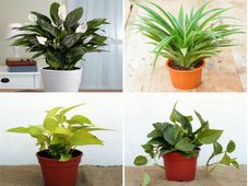 ನಿಮ್ಮ ಮನೆ - ಕಚೇರಿಯ ಹಣ, ಸಂಪತ್ತು ಹೆಚ್ಚಿಸುವ ಸಸ್ಯಗಳು ಇಲ್ಲಿವೆ