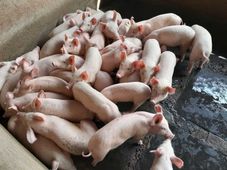 ಹಂದಿ ಸಾಕಣೆ ಮೂಲಕ ಲಕ್ಷ ಲಕ್ಷ ಗಳಿಸುವುದು ಹೇಗೆ? 