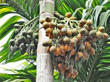 ಪ್ರಮುಖ ಮಾರುಕಟ್ಟೆಯಲ್ಲಿ ಅಡಿಕೆ, ಮೆಣಸು, ಕಾಫೀ ಫೆ. 9ರ ದರ 