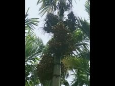 ಅ.29ರಂದು ಪ್ರಮುಖ ಮಾರುಕಟ್ಟೆಯಲ್ಲಿ ಅಡಿಕೆ, ಕಾಫಿ, ರಬ್ಬರ್, ಮೆಣಸು ದರ 