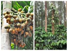 ಅಕ್ಟೋಬರ್ 7ರಂದು ವಾಣಿಜ್ಯ ಬೆಳೆ ಅಡಿಕೆ, ಕಾಫಿ, ಮೆಣಸು, ಏಲಕ್ಕಿ ಪೇಟೆ ಧಾರಣೆ