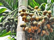 ಡಿಸೆಂಬರ್ 07ರ ಪೇಟೆ ಧಾರಣೆ: ಅಡಿಕೆ, ಕಾಫಿ, ಮೆಣಸು ಮಾರುಕಟ್ಟೆ ಬೆಲೆ
