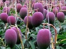 ವಿಶ್ವದಲ್ಲೇ ದುಬಾರಿ ಮಾವಿನ ಹಣ್ಣು: ಕೆಜಿಗೆ 2.7 ಲಕ್ಷ ರೂಪಾಯಿ, ಯಾಕಿಷ್ಟು ಬೆಲೆ?