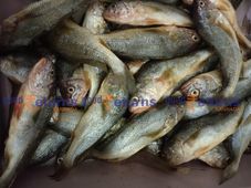 ಆ.24ರ ಪೇಟೆ ಧಾರಣೆ: ಮೀನು, ತರಕಾರಿ, ಸೊಪ್ಪು, ಎಣ್ಣೆ ಮಾರುಕಟ್ಟೆ ಬೆಲೆ