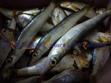 ಆ.25ರ ಪೇಟೆ ಧಾರಣೆ: ಮೀನು, ತರಕಾರಿ, ಸೊಪ್ಪು, ಎಣ್ಣೆ ಮಾರುಕಟ್ಟೆ ಬೆಲೆ