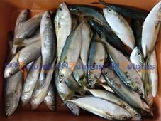 Vegetable, Fish Market Rates- ಪೇಟೆ ಧಾರಣೆ: ಮೀನು, ತರಕಾರಿ, ಸೊಪ್ಪು, ಎಣ್ಣೆ ಮಾರುಕಟ್ಟೆ ಬೆಲೆ ಎಷ್ಟಿದೆ?