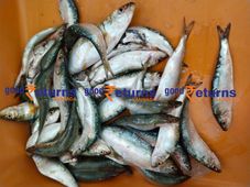  ನ.22ರ ಪೇಟೆ ಧಾರಣೆ: ಮೀನು, ತರಕಾರಿ, ಸೊಪ್ಪು, ಎಣ್ಣೆ ಮಾರುಕಟ್ಟೆ ಬೆಲೆ ಎಷ್ಟಿದೆ?