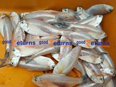 ಜ.2ರ ಪೇಟೆ ಧಾರಣೆ: ಮೀನು, ತರಕಾರಿ, ಸೊಪ್ಪು ಮಾರುಕಟ್ಟೆ ಬೆಲೆ ಎಷ್ಟಿದೆ?