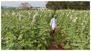 PM Kisan 13th Installment : ಹೋಳಿಗೂ ಮುನ್ನ ಪಿಎಂ ಕಿಸಾನ್ 13ನೇ ಕಂತು ಬಿಡುಗಡೆ, ಸ್ಟೇಟಸ್ ಚೆಕ್ ಮಾಡಿ