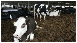  ರೈತನಾಗಿ ಬದಲಾದ ಇಂಜಿನಿಯರ್: 22,000 ರೂ. ವೇತನ ಪಡೆಯುತ್ತಿದ್ದಾತನ ಗಳಿಕೆ ಈಗ ಮಿಲಿಯನ್‌ ರೂಪಾಯಿ!