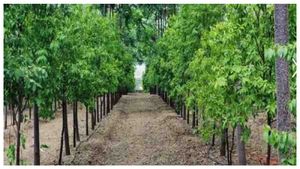 Mahogany Trees: ನಿಮ್ಮನ್ನು ಕೋಟ್ಯಾಧಿಪತಿ ಮಾಡಬಲ್ಲದು ಈ ಮರ!