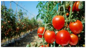  Tomato Price Hike: ಟೊಮೆಟೊ ದರ ಶೀಘ್ರ ಕಡಿಮೆಯಾಗದು, ಯಾಕೆ, ಕಾರಣವೇನು?