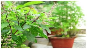  Tulsi Farming: ತುಳಸಿ ಕೃಷಿಗೆ 15000 ರೂ. ಹೂಡಿಕೆ ಮಾಡಿ, 3 ಲಕ್ಷ ರೂ. ಪಡೆಯುವುದು ಹೇಗೆ?