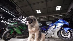 ಬೆಂಗಳೂರಿನಲ್ಲಿದೆ ಭಾರತದ ಅತ್ಯಂತ ದುಬಾರಿ ನಾಯಿ, ಇದರ ವಿಶೇಷತೆ ಏನ್‌ ಗೊತ್ತಾ? 