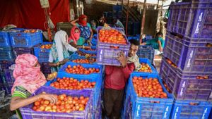 Tomato Price: ಟೊಮೆಟೋ ಬೆಳೆ ಅಲ್ಲಲ್ಲಿ ರೈತರಿಗೆ ಜಾಕ್​ಪಾಟ್, ಅಲ್ಲಲ್ಲಿ ನಷ್ಟ