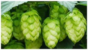  Expensive Vegetables: ವಿಶ್ವದ 5 ಅತ್ಯಂತ ದುಬಾರಿ ತರಕಾರಿಗಳು ಇವು ನೋಡಿ