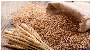 Import Wheat: ರಷ್ಯಾದಿಂದ ಗೋಧಿ ಆಮದಿಗೆ ಮುಂದಾದ ಸರ್ಕಾರ,  ಬೆಲೆ ಅಗ್ಗವಾಗುತ್ತಾ?