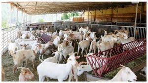  Goat Farming: ಮೇಕೆ ಸಾಕಾಣಿಕೆಗೆ ಸರ್ಕಾರದಿಂದ ಸಿಗುವ ಉತ್ತೇಜನಗಳೇನೇನು?
