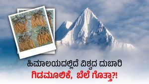  World's Expensive Fungi: ಹಿಮಾಲಯದಲ್ಲಿದೆ ವಿಶ್ವದ ದುಬಾರಿ ಗಿಡಮೂಲಿಕೆ, ಬೆಲೆ ಕೇಳಿದ್ರೆ ಬೆರಗಾಗ್ತೀರಿ!