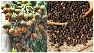  Arecanut, Coffee Price:  ಹೊಸ ವರ್ಷದ ಮೊದಲ ದಿನ ಅಡಿಕೆ, ಕಾಫಿ, ಮೆಣಸು, ಏಲಕ್ಕಿ ಬೆಲೆ ಎಷ್ಟಿದೆ?