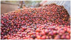  Coffee Price: ಕಾಫಿ ಬೆಳೆಗಾರರಿಗೆ ಗುಡ್ ನ್ಯೂಸ್, 15 ವರ್ಷದ ಗರಿಷ್ಠ ಮಟ್ಟಕ್ಕೇರಿದ ಬೆಲೆ!