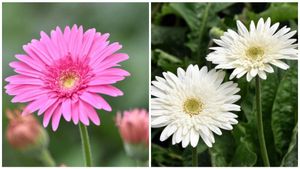  ಗರ್ಬೆರಾ ಹೂವುಗಳ ಬೆಳೆದು ಲಕ್ಷಾಂತರ ರೂಪಾಯಿ ಸಂಪಾದಿಸುತ್ತಾರೆ ಈ ಮಹಿಳೆ!