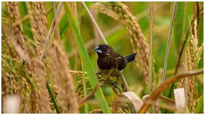  Paddy Price Hike: ಉತ್ತಮ ಬೆಳೆಯಿದ್ದರೂ ರಾಜ್ಯದಲ್ಲಿ ಭತ್ತದ ಬೆಲೆ ಏರಿಕೆ, ಕಾರಣವೇನು?!