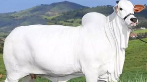 ಐತಿಹಾಸಿಕ ಹರಾಜು: ಭಾರತ ಮೂಲದ ನೆಲ್ಲೂರು ಹಸು ಬ್ರೆಜಿಲ್ ನಲ್ಲಿ 40 ಕೋಟಿ ರೂ.ಗೆ ಮಾರಾಟ! 