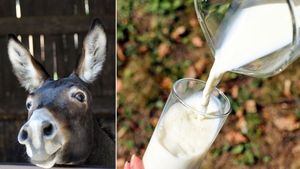 ಕತ್ತೆ ಹಾಲು ಏಕೆ ದುಬಾರಿ ಗೊತ್ತಾ, ಇಲ್ಲಿದೆ ಆಸಕ್ತಿಕರ ಸಂಗತಿ 