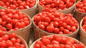 Tomato: ಮತ್ತೆ ಗಗನಮುಖಿಯಾದ ಟೊಮೆಟೊ ಬೆಲೆ, ಜನಸಾಮಾನ್ಯ ಹೈರಾಣು 