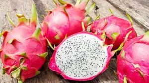 Dragon Fruits Exports: ಉಪ ಮುಖ್ಯಮಂತ್ರಿ ಜಮೀನಿನಲ್ಲಿ ಬೆಳದ ಹಣ್ಣು ದುಬೈಗೆ ರಫ್ತು 