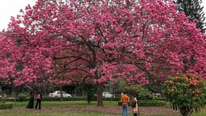  Cubbon Park: ಬೆಂಗಳೂರಿನ ಈ ಭಾಗದಲ್ಲಿ ಎರಡನೇ ಕಬ್ಬನ್ ಪಾರ್ಕ್ ನಿರ್ಮಾಣ