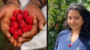 ಯಶೋಗಾಥೆ: ವಕೀಲೆ ವೃತ್ತಿ ಬಿಟ್ಟು ಬೆರ್ರಿಸ್ ಬೆಳೆದು ಕೈ ತುಂಬ ಗಳಿಸುವ ಮಹಿಳೆ