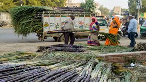 ಸಂಕ್ರಾಂತಿಗೆ ಹೆಚ್ಚಿದ ಕಬ್ಬಿನ ಬೇಡಿಕೆ! ಕಳೆದ ವರ್ಷಕ್ಕಿಂತ ಈ ವರ್ಷ ದುಬಾರಿಯಾಯ್ತು ಸಂಕ್ರಾಂತಿಯ ಕಪ್ಪು ಕಬ್ಬು!