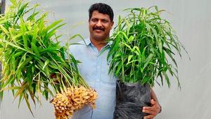 ಗ್ರೋ ಬ್ಯಾಗ್‌ಗಳಲ್ಲಿ ಶುಂಠಿ : ಲಾಭ ಗಳಿಸಿದ ಕೇರಳದ ರೈತ