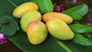 ರೈತರಿಗೆ ಸಿಹಿ ಕೊಡದ ಮಾವಿನ ಹಣ್ಣು..ಅನ್ನದಾತನ ಬದುಕಿಗೆ 70% ಇಳುವರಿ ಕುಸಿತದ ಬಿಸಿ..! ಈ ನಷ್ಟಕ್ಕೆ ಕಾರಣವೇನು?