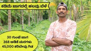 GR Exclusive: 30 ಗುಂಟೆ ಜಾಗ..368 ಅಡಿಕೆ ಮರ, 45,000 ಕರಿಬೇವು ಬೆಳೆ..! ಕೃಷಿಯಲ್ಲೇ 'ಕೀರ್ತಿ' ಶಿಖರ ಏರಿದ ರೈತನ ಕಥೆ!