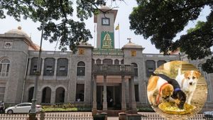 ಬೀದಿ ನಾಯಿಗಳಿಗೆ 'ಚಿಕನ್ ರೈಸ್' ಬಿರಿಯಾನಿ ಇಲ್ಲ .! ಬಿಬಿಎಂಪಿ ಕೊಟ್ಟ ಸ್ಪಷ್ಟನೆ ಏನು?