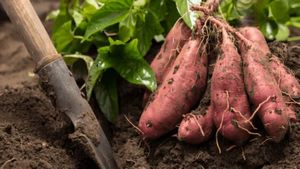 Easy Farming: ಬರೀ 17 ಸಾವಿರದಲ್ಲಿ ಈ ಕೃಷಿ ಆರಂಭಿಸಿ, ಲಕ್ಷಗಟ್ಟಲೆ ಸಂಪಾದಿಸಿ! ಇದಕ್ಕಿಂದ ಬೆಸ್ಟ್‌ ಯಾವುದೂ ಇಲ್ಲ