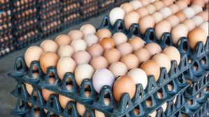 Egg Price Hike: ಮೊಟ್ಟೆ ಬೆಲೆಯಲ್ಲೂ ಭಾರೀ ಹೆಚ್ಚಳ! ಮುಂದಿನ ದಿನಗಳಲ್ಲಿ ಇಳಿಕೆಯಾಗುತ್ತಾ? ಜಾಸ್ತಿಯಾಗುತ್ತಾ?