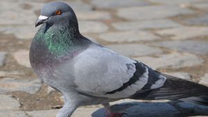 ಸಾರ್ವಜನಿಕ ಸ್ಥಳಗಳಲ್ಲಿ ಪಾರಿವಾಳಗಳಿಗೆ ಆಹಾರ ನೀಡುವುದು ನಿಷೇಧ...ಆರೋಗ್ಯದ ದೃಷ್ಟಿಯಿಂದ ಹೊಸ ನಿರ್ಧಾರ!