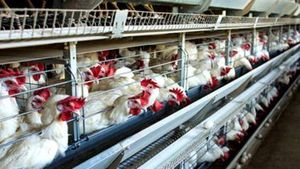 Saudi Arabia-India: ಭಾರತ ಸೇರಿ 40 ದೇಶಗಳಿಂದ ಸೌದಿಗೆ ಹೋಗಲ್ಲ ಕೋಳಿ ಮಾಂಸ, ಮೊಟ್ಟೆ! ನಿಷೇಧ ಹೇರಿದ ಸರ್ಕಾರ