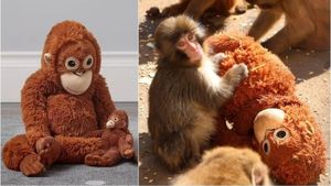 Viral Monkey Toy: ಗೊಂಬೆ ಜೊತೆ ಕೋತಿ ವಿಡಿಯೋ ವೈರಲ್…IKEAದಲ್ಲಿ ಗೊಂಬೆ ಬೆಲೆ 350 ಡಾಲರ್ ವರೆಗೆ ಮಾರಾಟ!