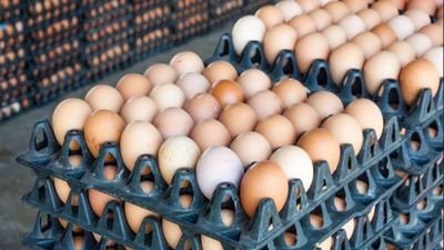 Egg Price Down: ಬೆಂಗಳೂರು ಮೊಟ್ಟೆ ಪ್ರಿಯರಿಗೆ ಗುಡ್‌ ನ್ಯೂಸ್‌; ಬೆಲೆ ಭಾರೀ ಇಳಿಕೆ
