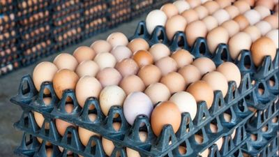 Egg Price Karnataka: ಕೋಳಿ ಮೊಟ್ಟೆ ದರ 7 ರಿಂದ 4 ರೂ.ವರೆಗೆ ಇಳಿಕೆ; ಕೋಳಿ ಸಾಕಾಣಿಕಾರರಿಗೆ ಟೆನ್ಶನ್