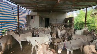 கழுதை மேச்சா ரூ.50 லட்சம்!! அதுவும் அரசாங்கமே தருது!! வேற என்ன வேணும்? ஆரம்பிக்கலாமா?