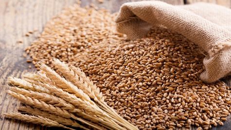 Government Sets Up Committee To Monitor Impact Of Rise In Temp On Wheat Crop
